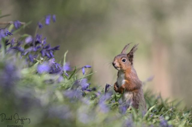 Red squirrel and bluebells by David Jeffrey