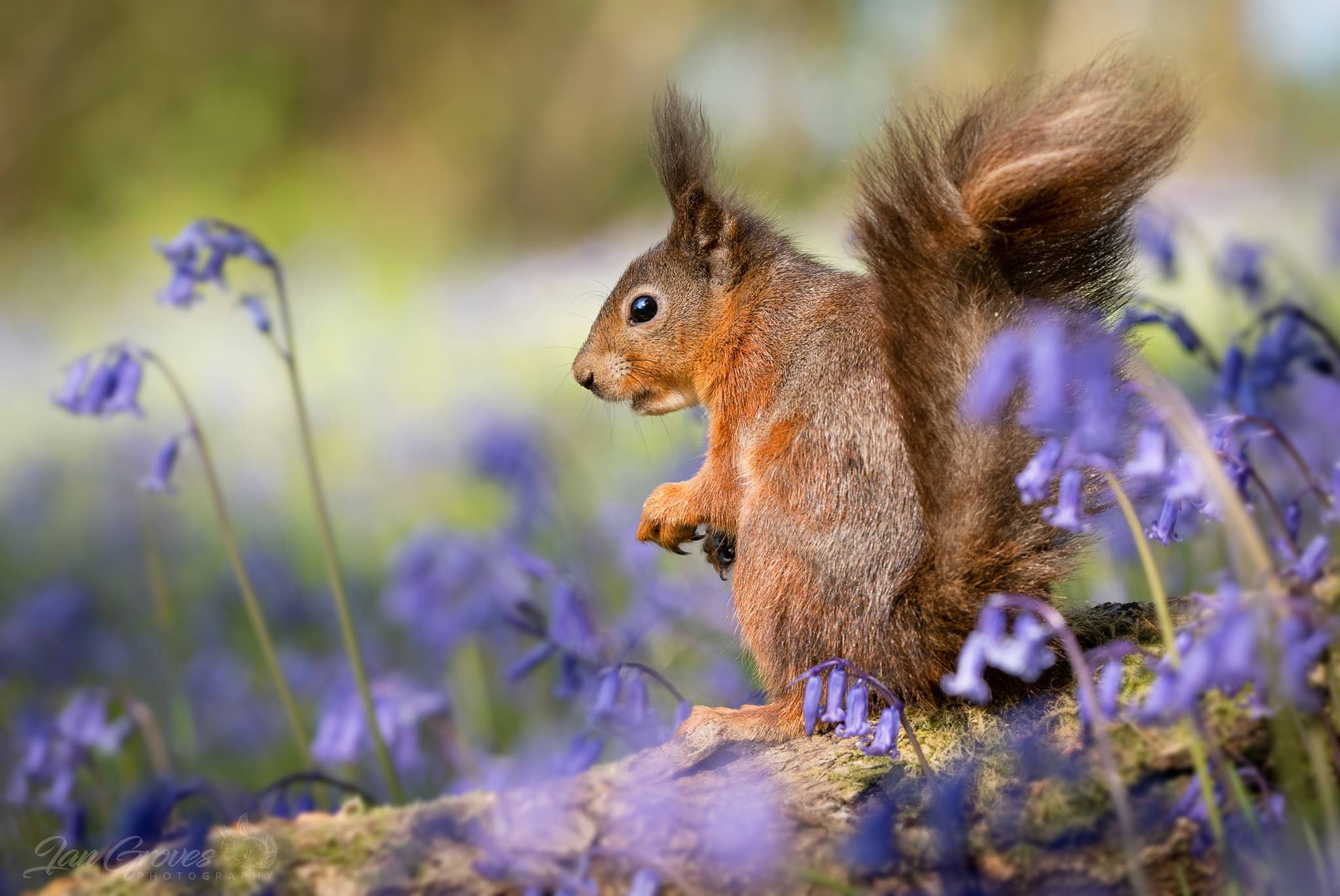 Red squirrel in harmony with Bluebells by Ian Groves