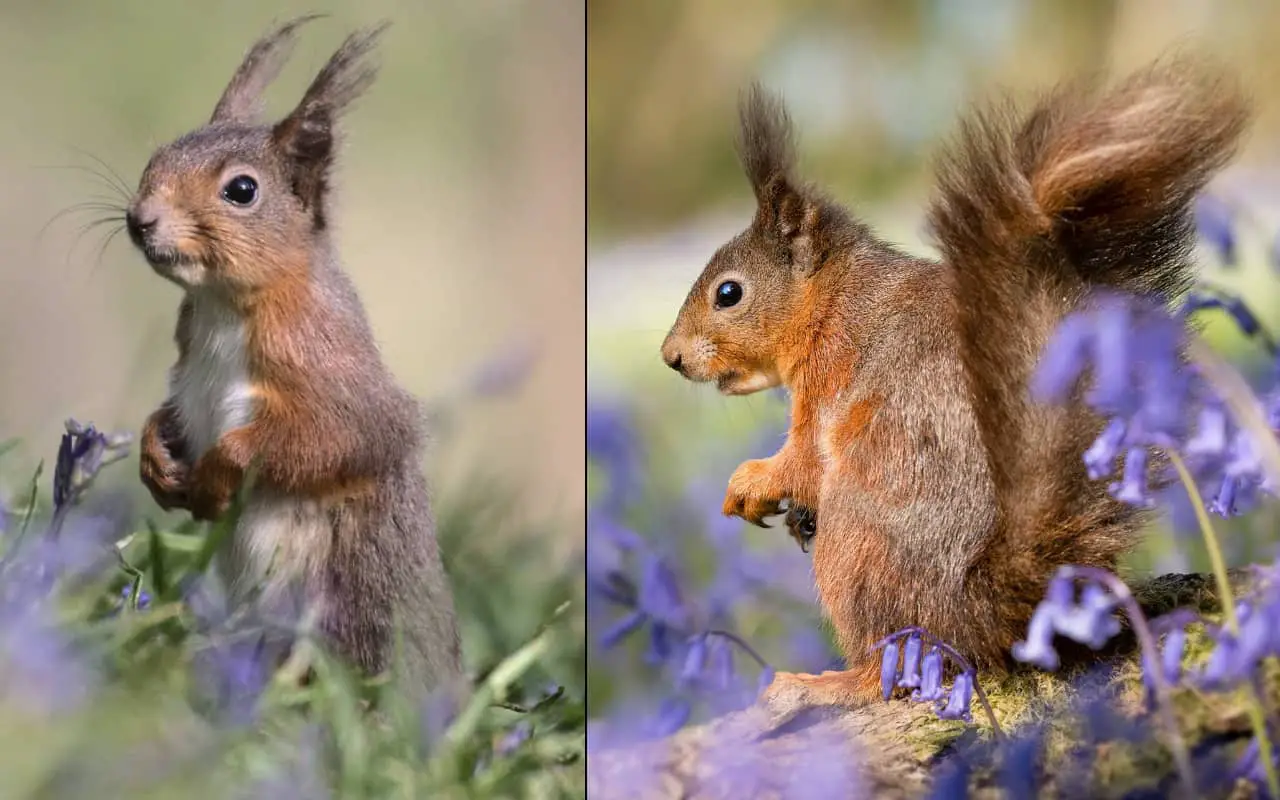 Red squirrels in the bluebells by David Jeffrey and Ian Groves