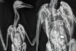 X-ray of gull with air weapon pellet in body