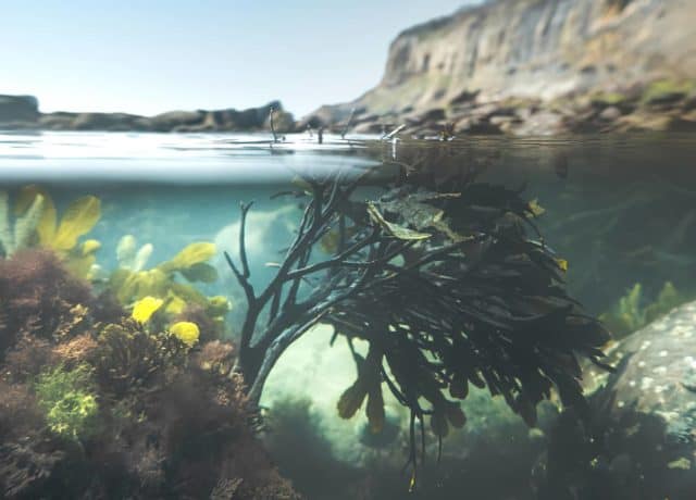 Split screen above and below water in Steel Bay