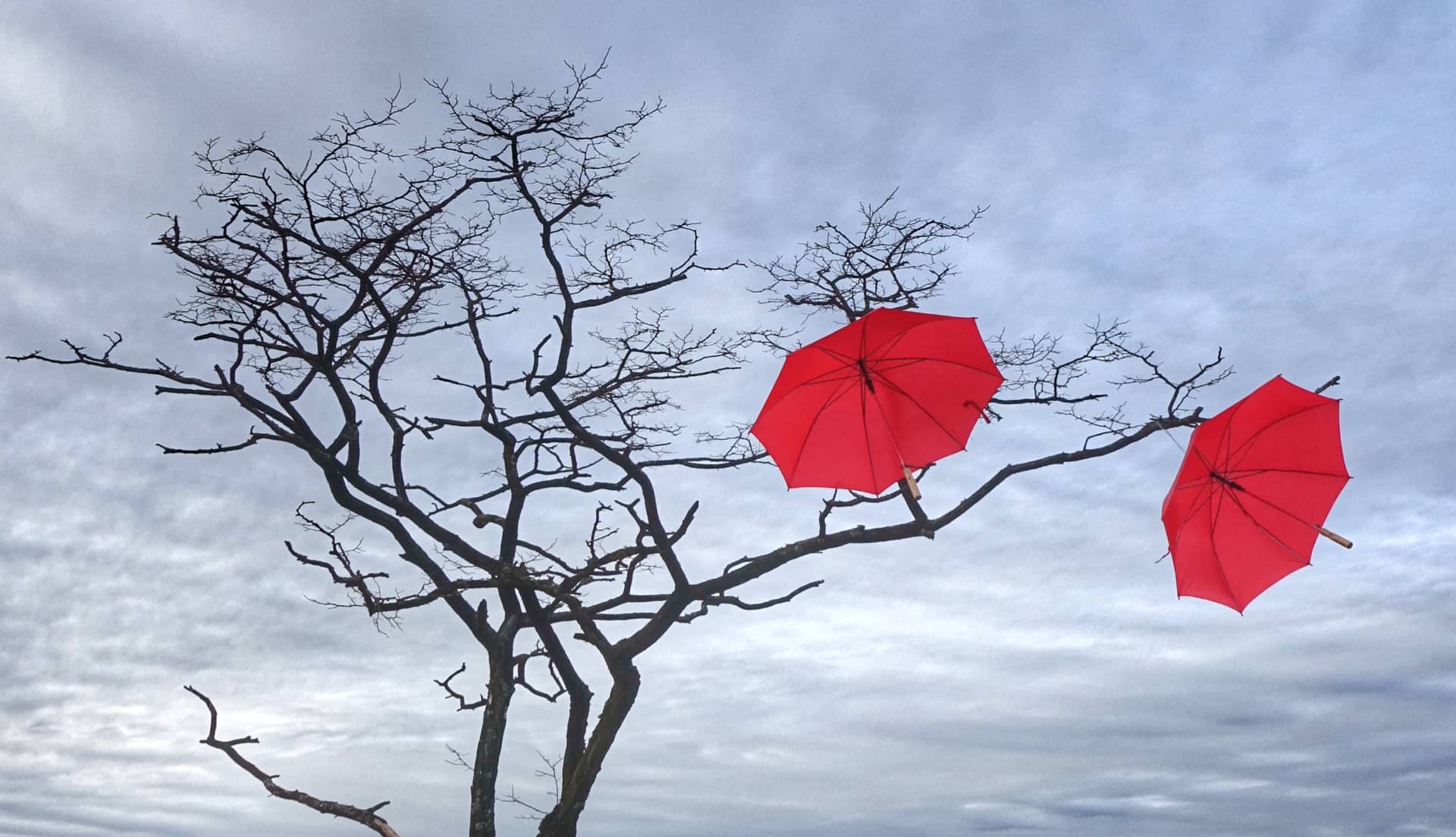 two red umbrellas stuck in tree on coast by ednawinti