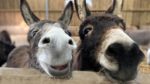 Two Donkeys looking at the camera