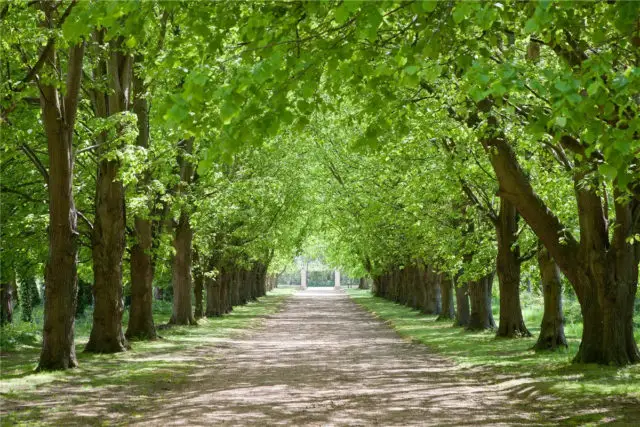 The tree-lined drive up to Gatcombe House