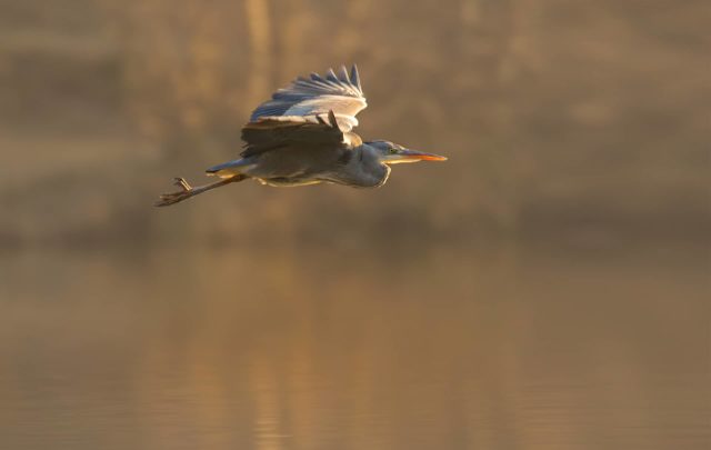 Heron by Jon Hawkins Surrey Hills Photography