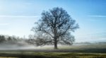Oak tree in field with low mist