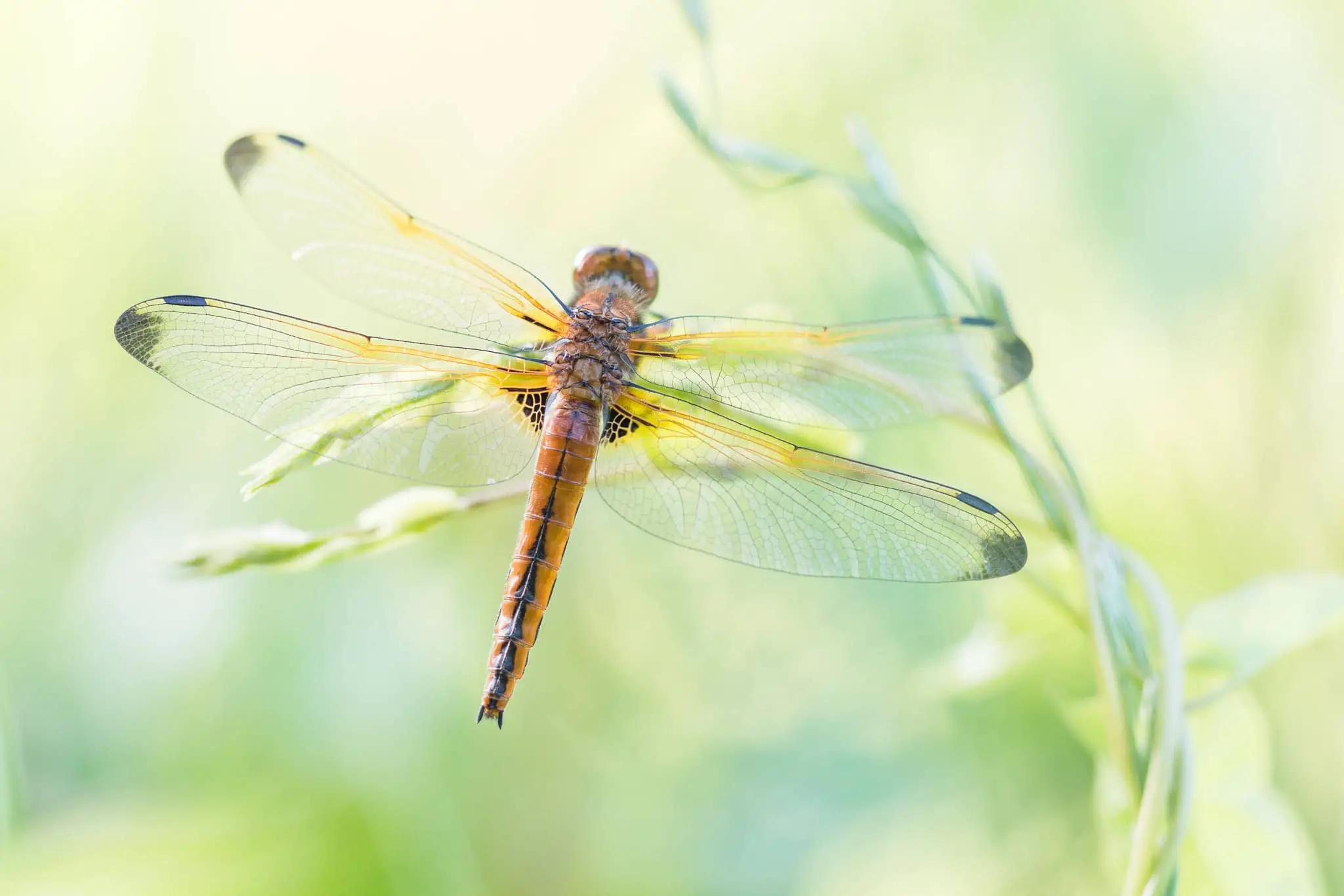 Scarce Chaser Dragonfly on the stem of a flower