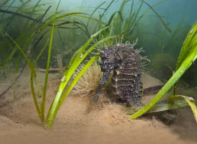Spiny seahorse in sea grass © Seahorse by Alexander Mustard 2020 Vision