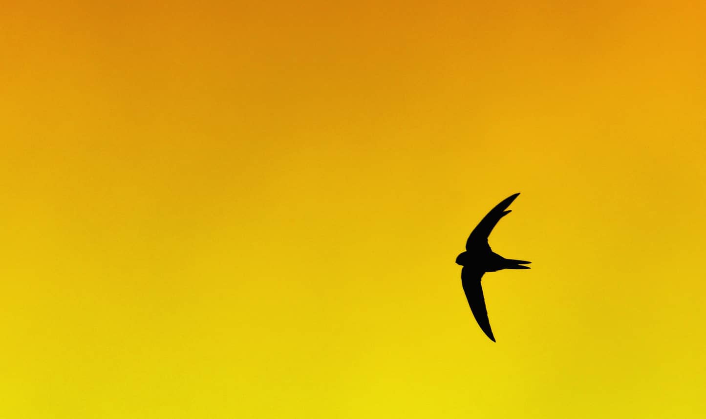 Swift with yellow sky