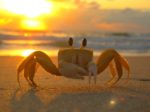 Crab on a beach with sea and sun in the background