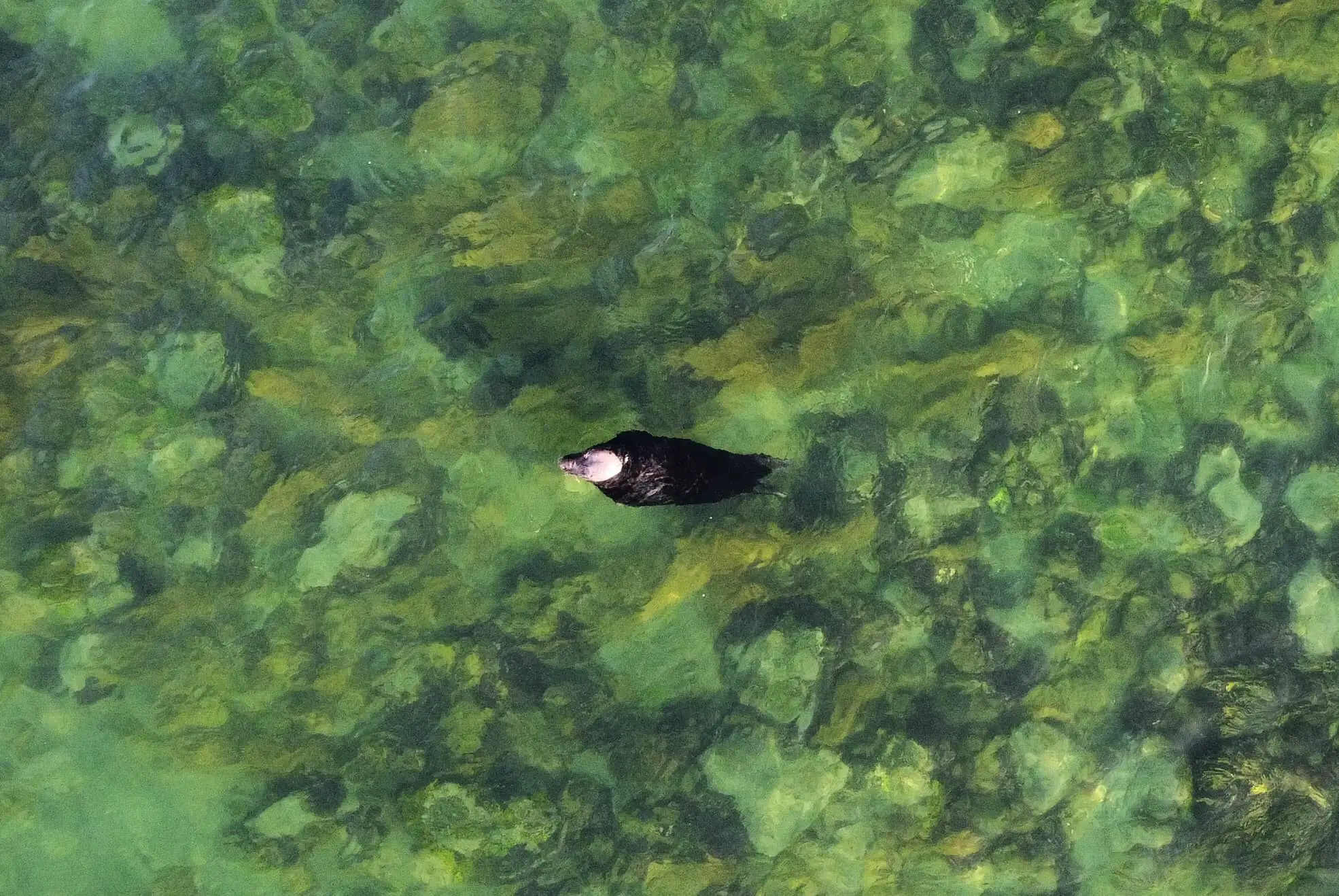 Seal in the clear water - taken from above