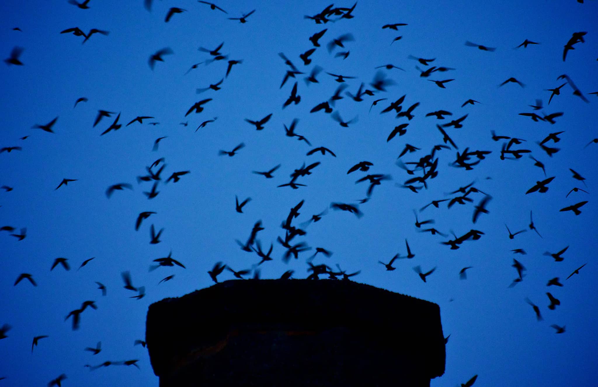 Swifts around a chimney by bobthebritt