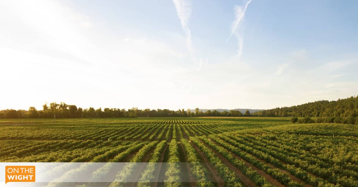 crops growing on farm land