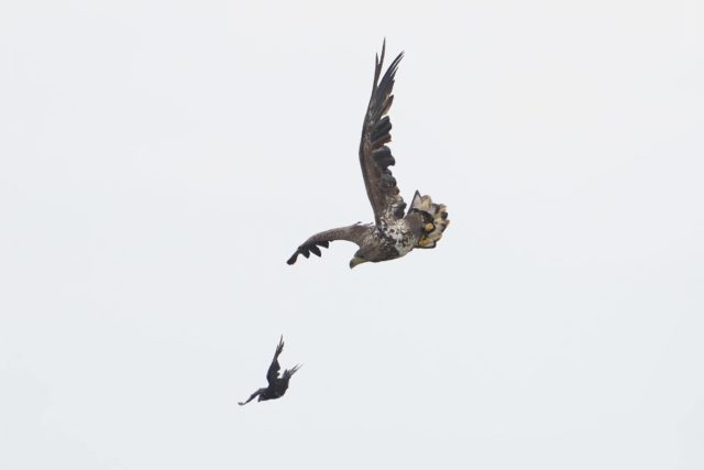Crow vs white-tailed eagle
