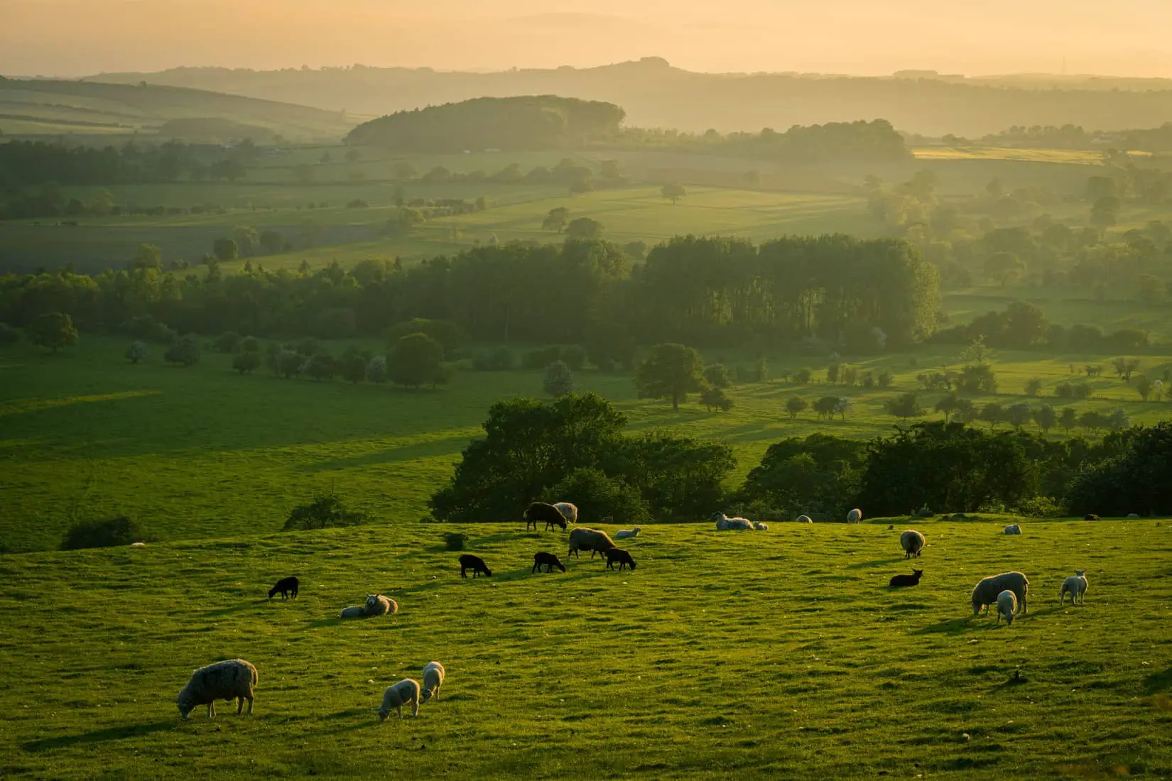 green rolling hills and sheeps in the foreground