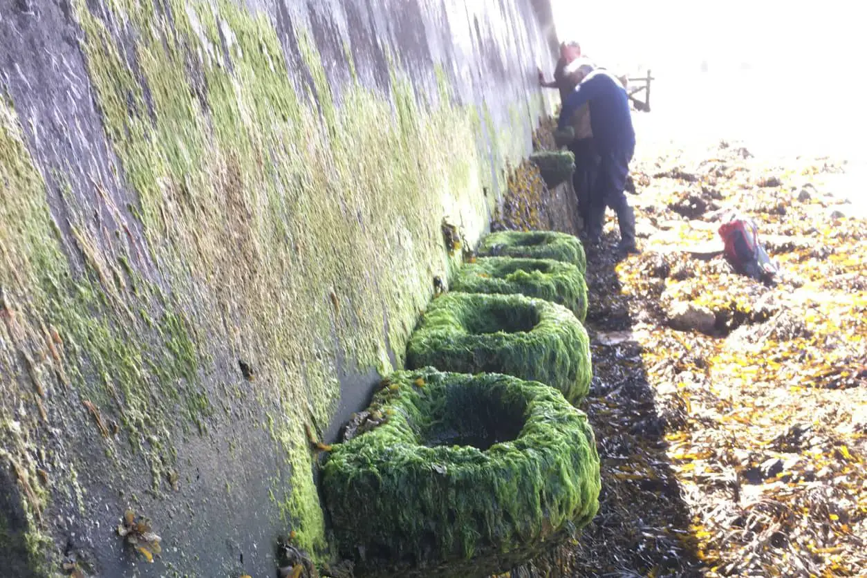 Artecology's artificial rockpools at Bouldnor Isle of Wight being monitored in early 2021 for the MARINEF research project with Bournemouth University