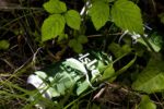 Carlsberg cans in undergrowth