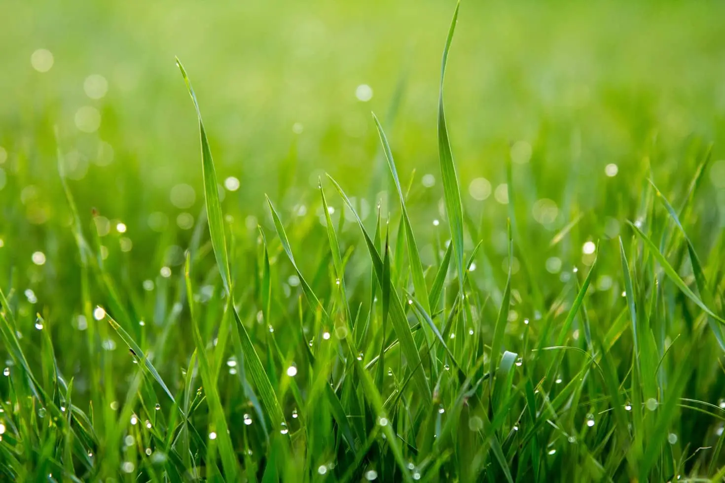 Green grass with dew on blades