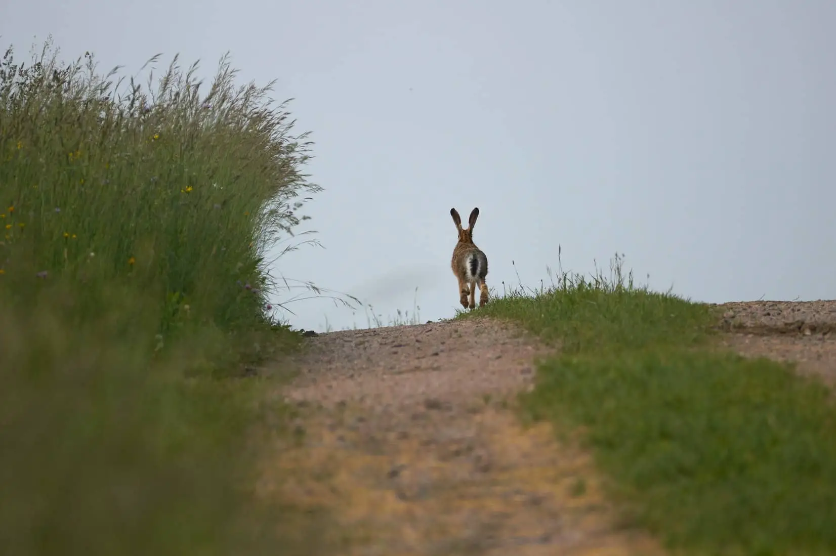 Hare running away in field