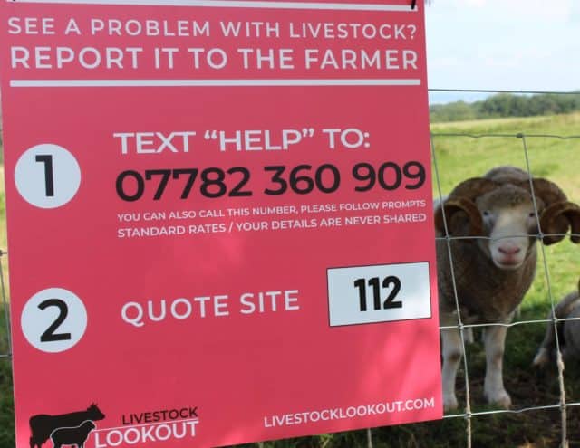 Livestock lookout sign on a fence with sheep looking on