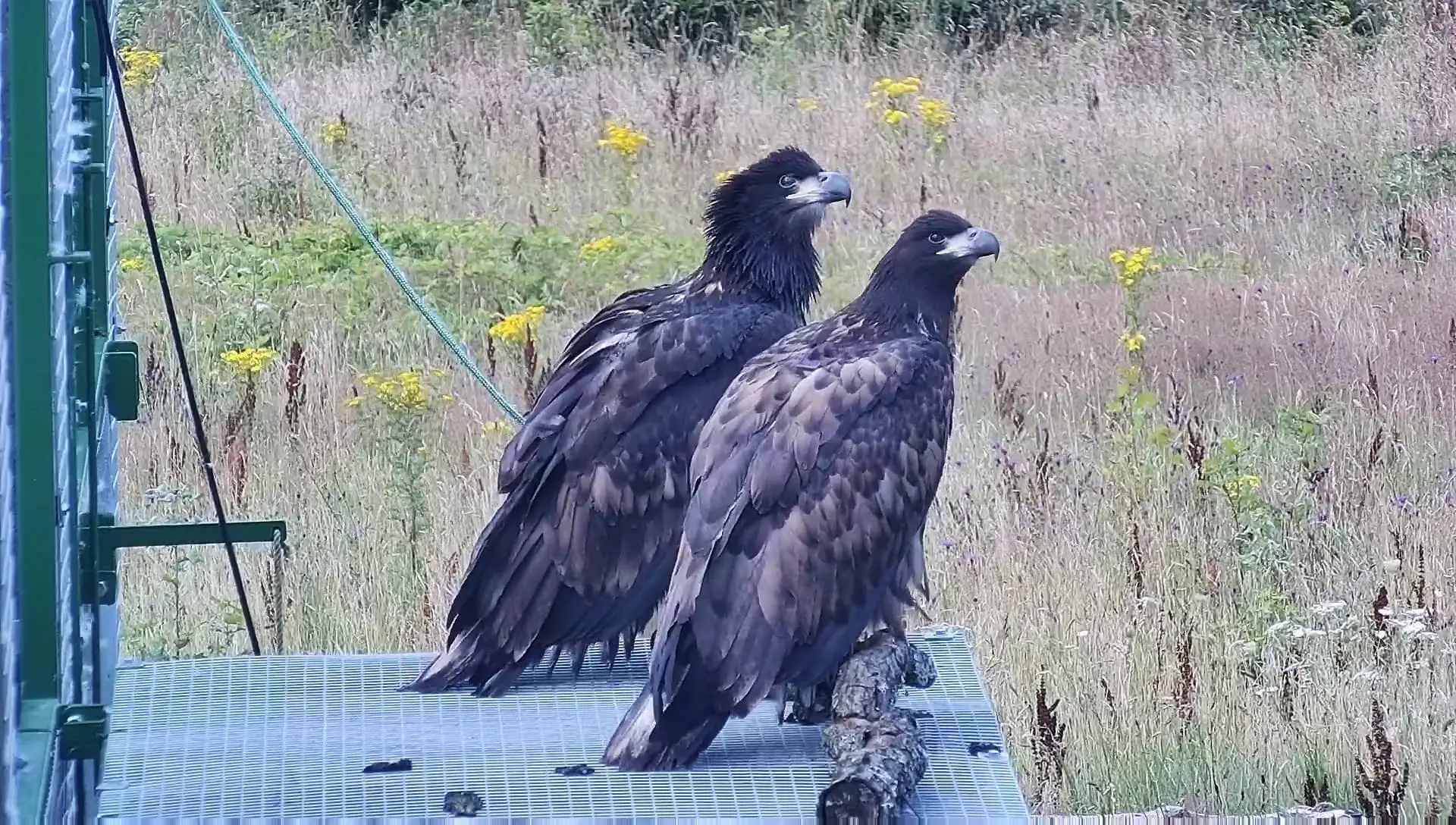 Pair of released white-tailed eagles looking forward