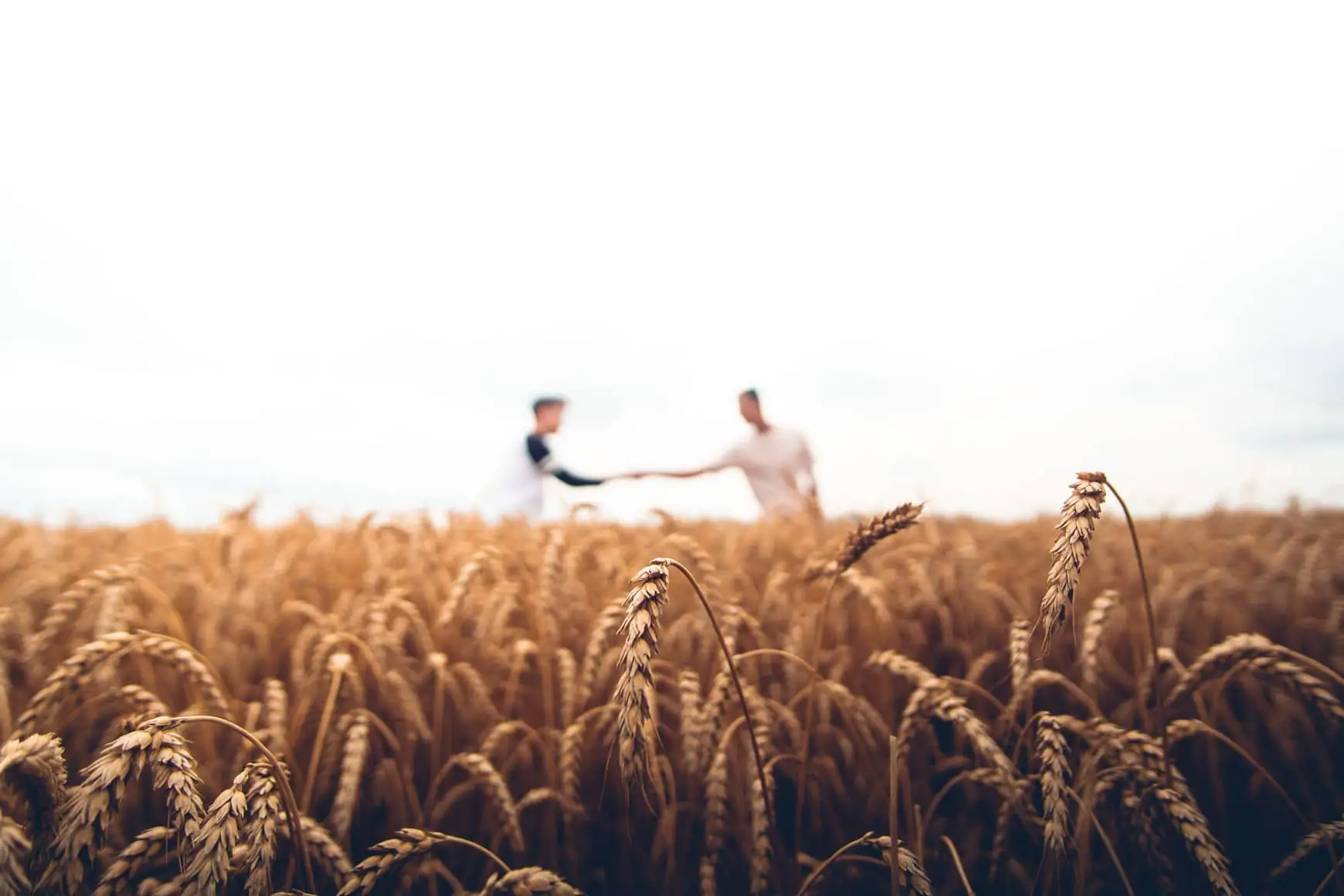 two men shaking hands across field of wheat by Warren Wong