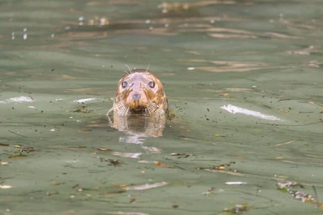 Seal photographed by James Blackwood