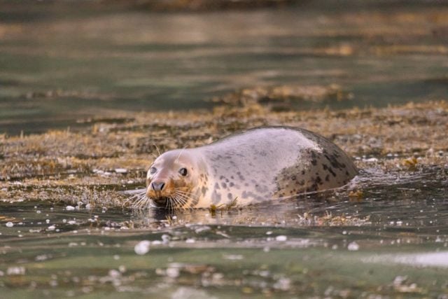 Seal photographed by James Blackwood