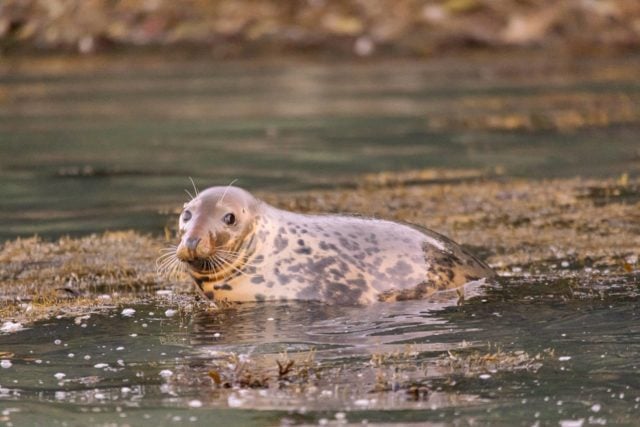 Seal photographed by James Blackwood