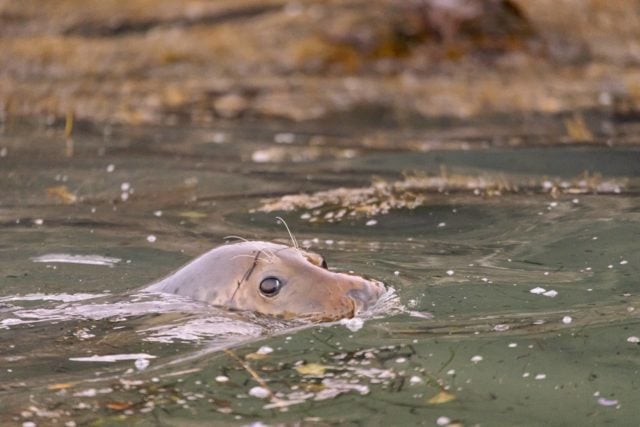 Seal photographed by James Blackwood