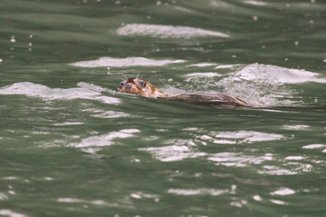 Seal photographed by James Blackwood