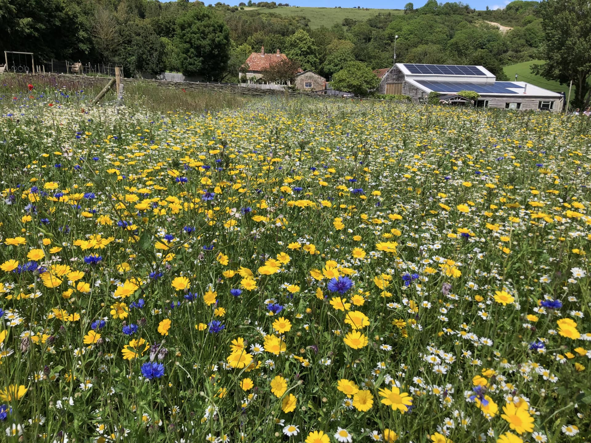 Field of wild flowers