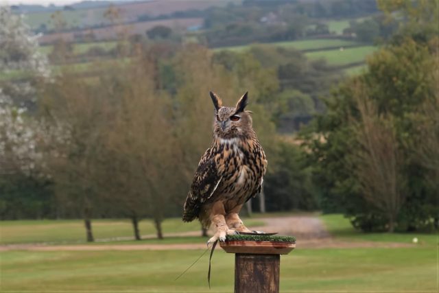 Eagle Owl at Robin Hill by Richard Cattle