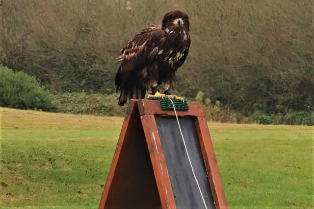 WTE at Robin Hill by Richard Cattle