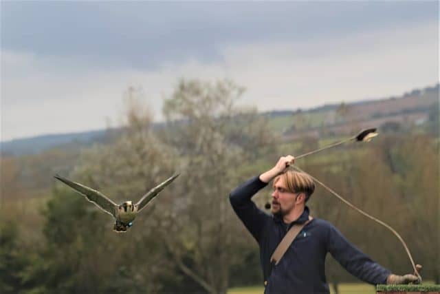 Peregrine in flight at Robin Hill by Richard Cattle