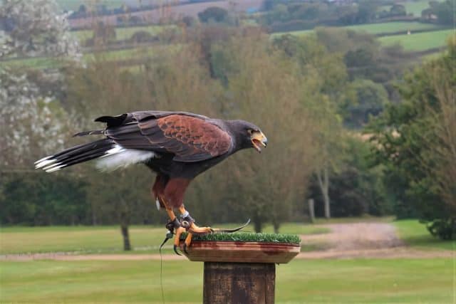 Lanner falcon at Robin Hill by Richard Cattle