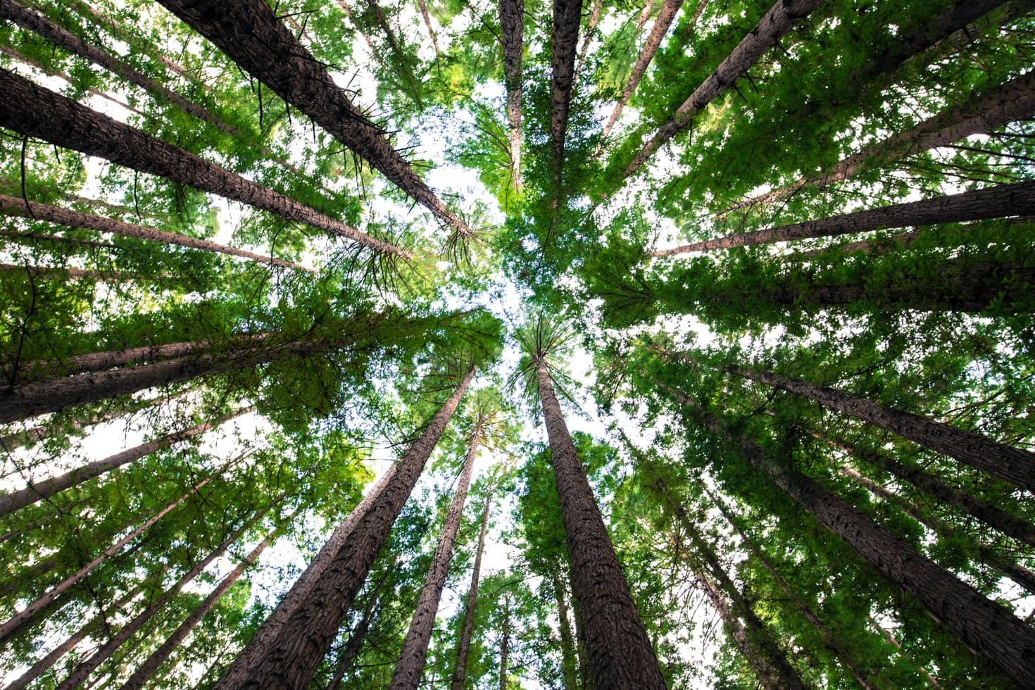 looking up at tops of trees in forest