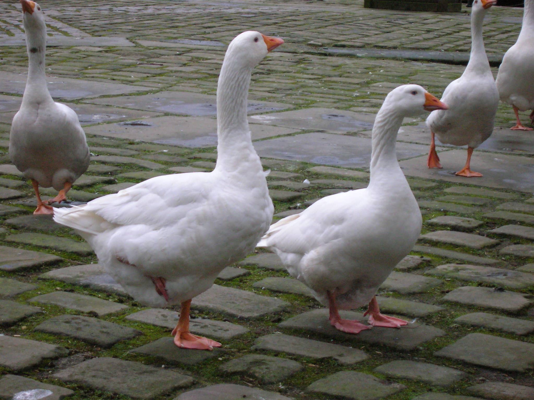 Geese on cobble stones