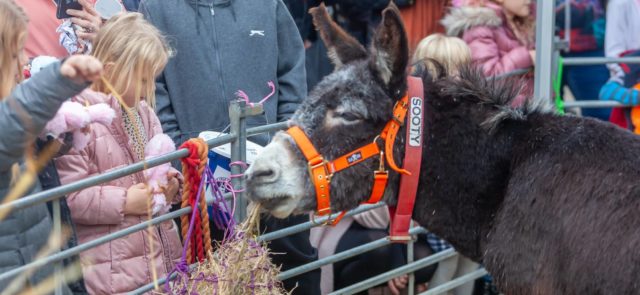 Donkeys at Newport Day of Christmas By Julian Winslow