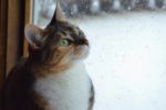 cat looking out at the snow