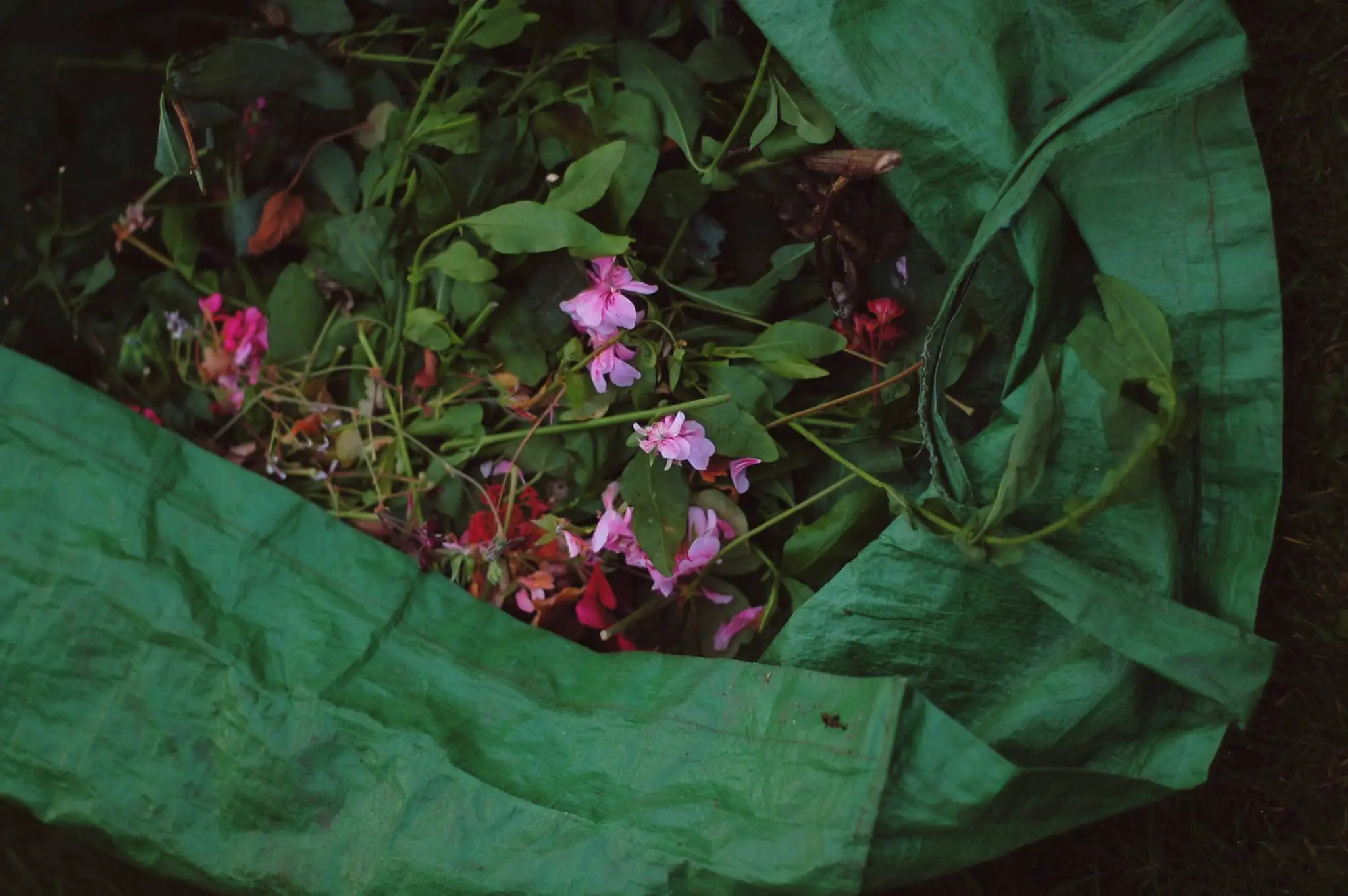 Garden waste in a green bag