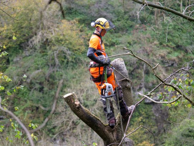 Work to manage ash dieback ©National Trust Images/Adam Kirkland