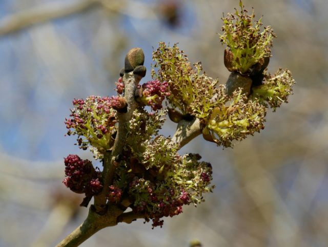 Ash tree flower © National Trust Images/Mick Jones