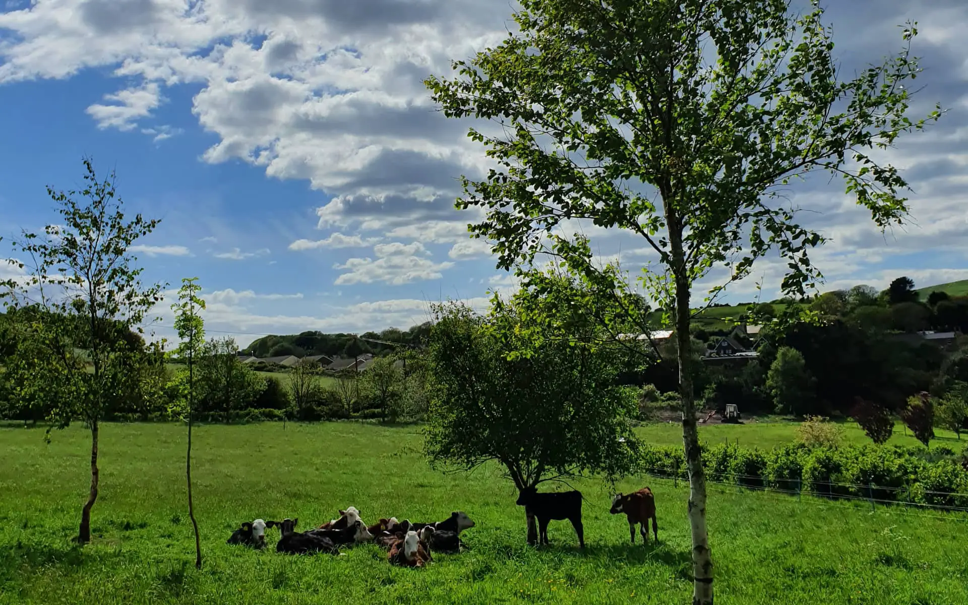 Green grass, with cows resting under shade of a tree under the blue sky and sunshine