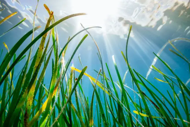 Seagrass... the extraordinary underwater plant