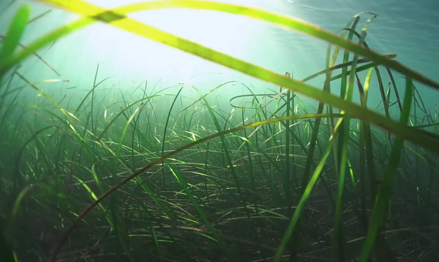 Underwater footage of seagrass meadows by Theo Vickers