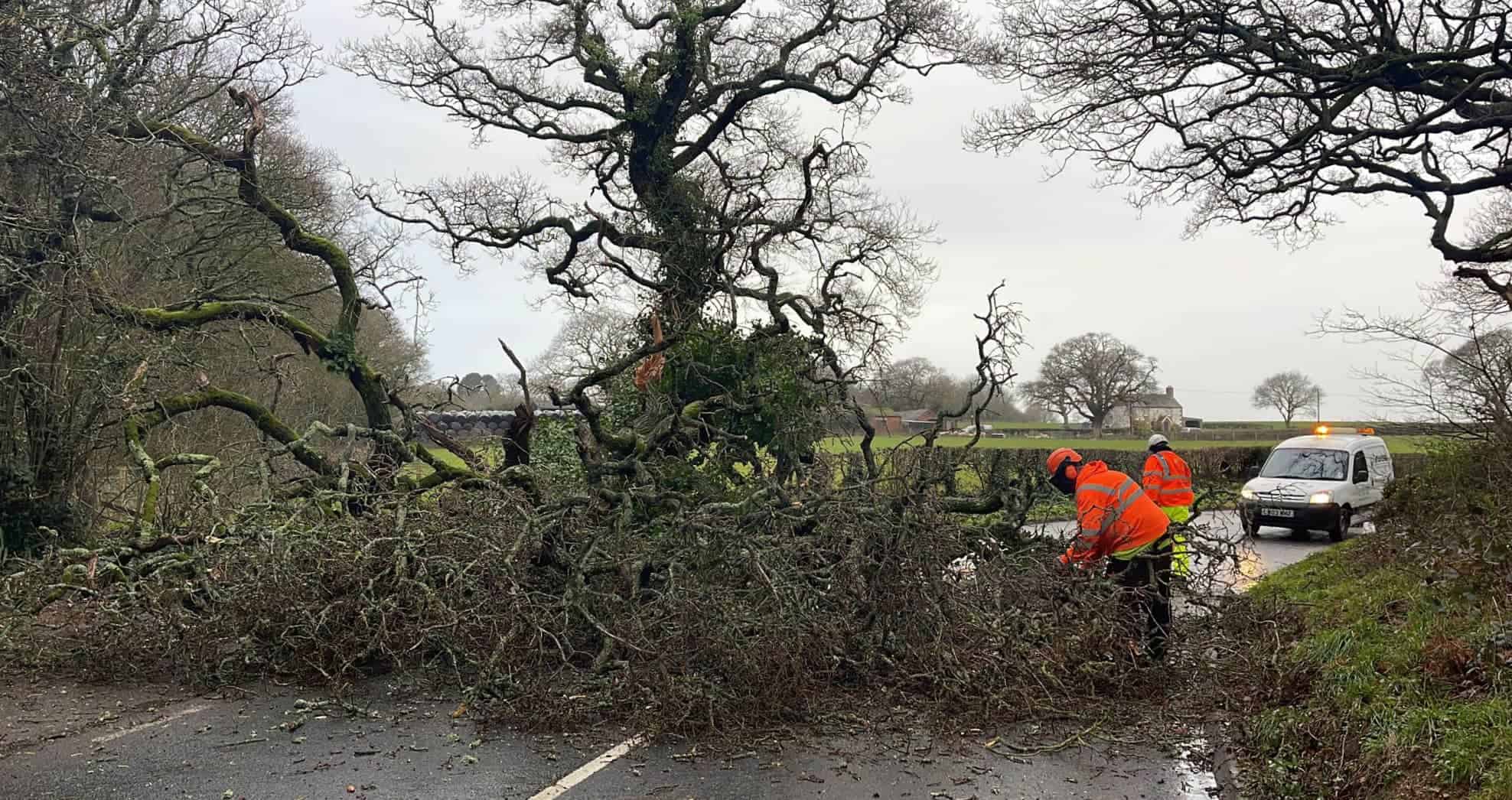 Fallen Tree in Havenstreet