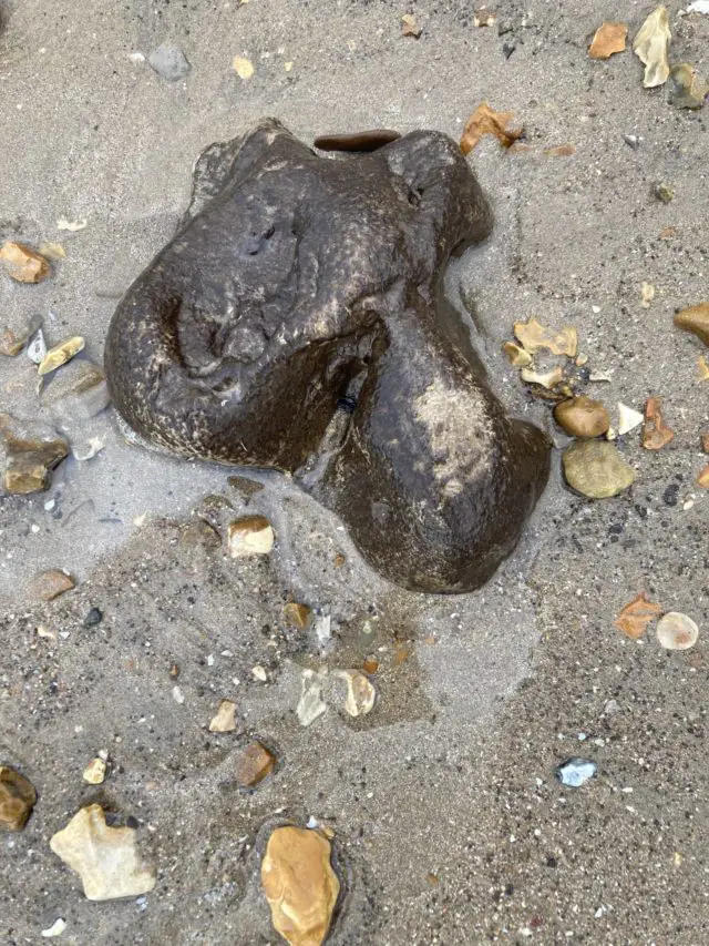 Could this be a baby dinosaur's footprint?