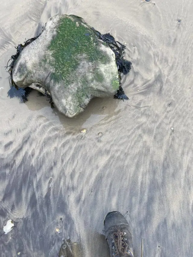 Parent dinosaur footprints along from Brook Beach