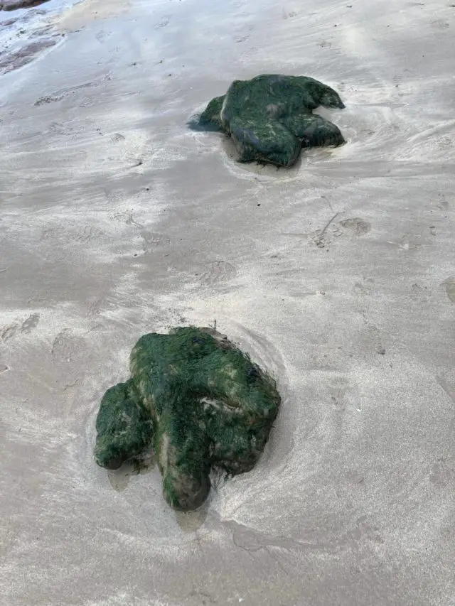 Parent dinosaur footprints along from Brook Beach